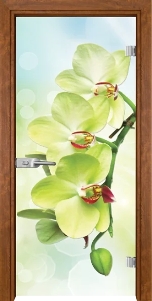 Стъклена врата Gama Print G 13-3 Green, Златен дъб